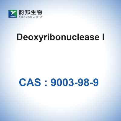 DNase I (＞400u/Mg) Deoxyribonuclease I จากตับอ่อนของวัว CAS 9003-98-9