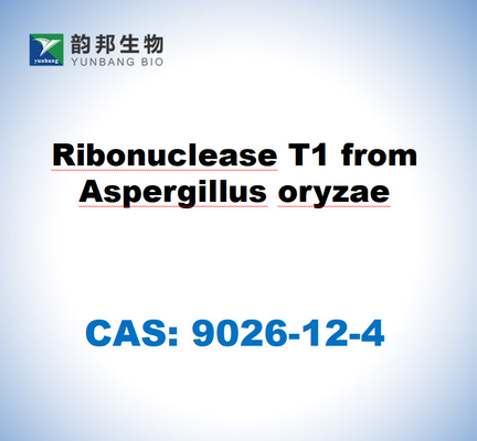 CAS 9026-12-4 ริบอนิวเคลียส T1 จาก Aspergillus oryzae