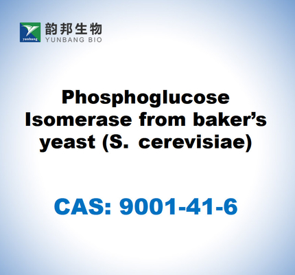 CAS 9001-41-6 โฟสโฟกลูโคส ไอโซเมเรซจากยีสต์เบเกอร์ (S. cerevisiae)