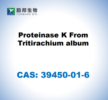 CAS 39450-01-6 โปรตีนเซส K จาก Tritirachium album