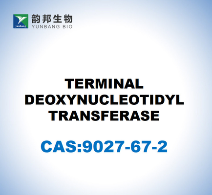 CAS 9027-67-2 DEOXYNUCLEOTIDYL TRANSFERASE ที่สิ้นสุด