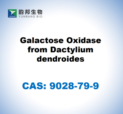 CAS 9028-79-9 กาแลคโตซอ๊อกซิเดซจาก Dactylium dendroides