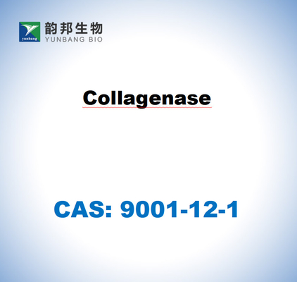 CAS 9001-12-1 โคลาเจนเซส TYPE I จาก Clostridium histolyticum