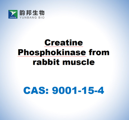 CAS 9001-15-4 โครทีนฟอสโฟคีนาซจากกล้ามเนื้อกระต่าย