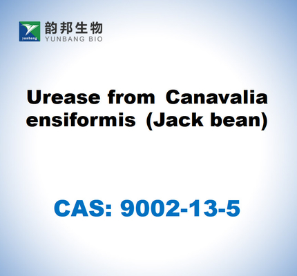CAS 9002-13-5 Urease จาก Canavalia ensiformis (ถั่วแจ็ค)