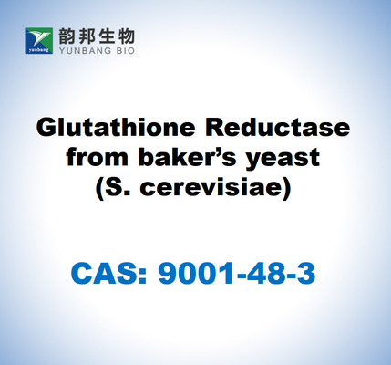 CAS 9001-48-3 กลูตาธีโอเน่รูดักตาสจากยีสต์เบคเกอร์ (S. cerevisiae)