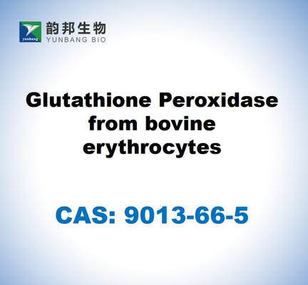 CAS 9013-66-5 กลูตาธิโอเนอร์อ๊อกซิเดซจากเรทโรไซต์วัว