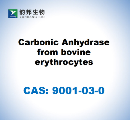 CAS 9001-03-0 คาร์บอนิกแอนไฮดราสจากเซลล์สีแดงวัว