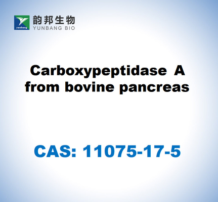 CAS 11075-17-5 คาร์บ๊อกซี่เพปติดาเซ่ A จากกระเพาะอาหารวัว