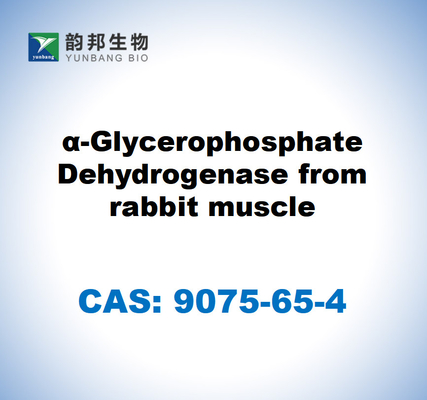 CAS 9075-65-4 α-Glycerophosphate Dehydrogenase จากกล้ามเนื้อกระต่าย